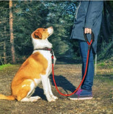Reflective nylon dog leash with foam handle and zinc alloy hook for small to large dogs walking and training