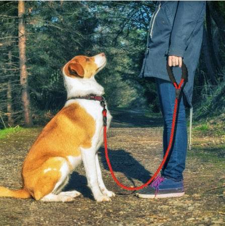 Reflective nylon dog leash with foam handle and zinc alloy hook for small to large dogs walking and training